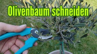 Olivenbaum Schneiden Im Fruhjahr Ruckschnitt Olea Europaea Youtube
