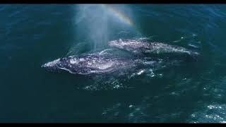 Mother and baby whale create rainbows