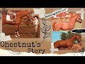 Chestnut's Story || Star Stable Online RRP