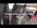 秋田犬【akita dog】おすすめ動画 の動画、YouTube動画。