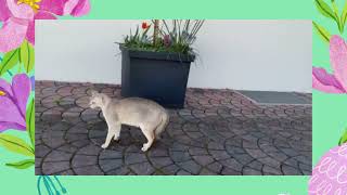 Easter rabbits and Singapura cat. by Vikiy  50 views 1 year ago 1 minute, 44 seconds