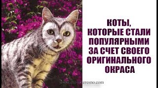 КОТЫ, КОТОРЫЕ СТАЛИ ПОПУЛЯРНЫМИ ЗА СЧЕТ СВОЕГО ОРИГИНАЛЬНОГО ОКРАСА КОТЫ, КОТОРЫЕ СТАЛИ ПОПУЛЯРНЫМИ ЗА СЧЕТ СВОЕГО ОРИГИНАЛЬНОГО ОКРАСА
