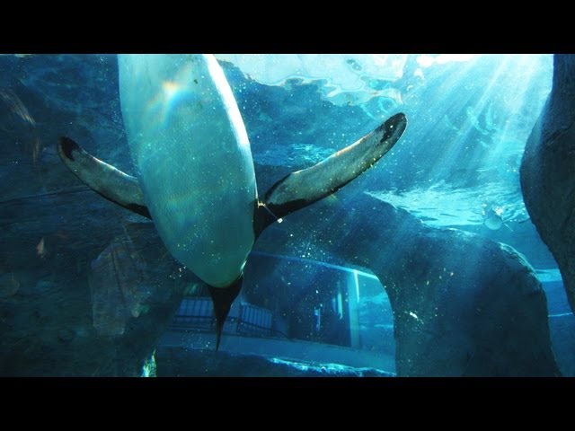 旭山動物園 光の中を泳ぐペンギン達 - YouTube