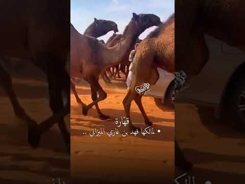 بنت وحش بعير ضيف الله بن حجيلان الجش