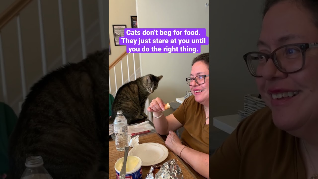 Cats don’t beg for food.