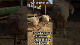 #america #boss #bull #buqalar #dubai #farming #germany #grenfarefaire #hayvanlar #latvia