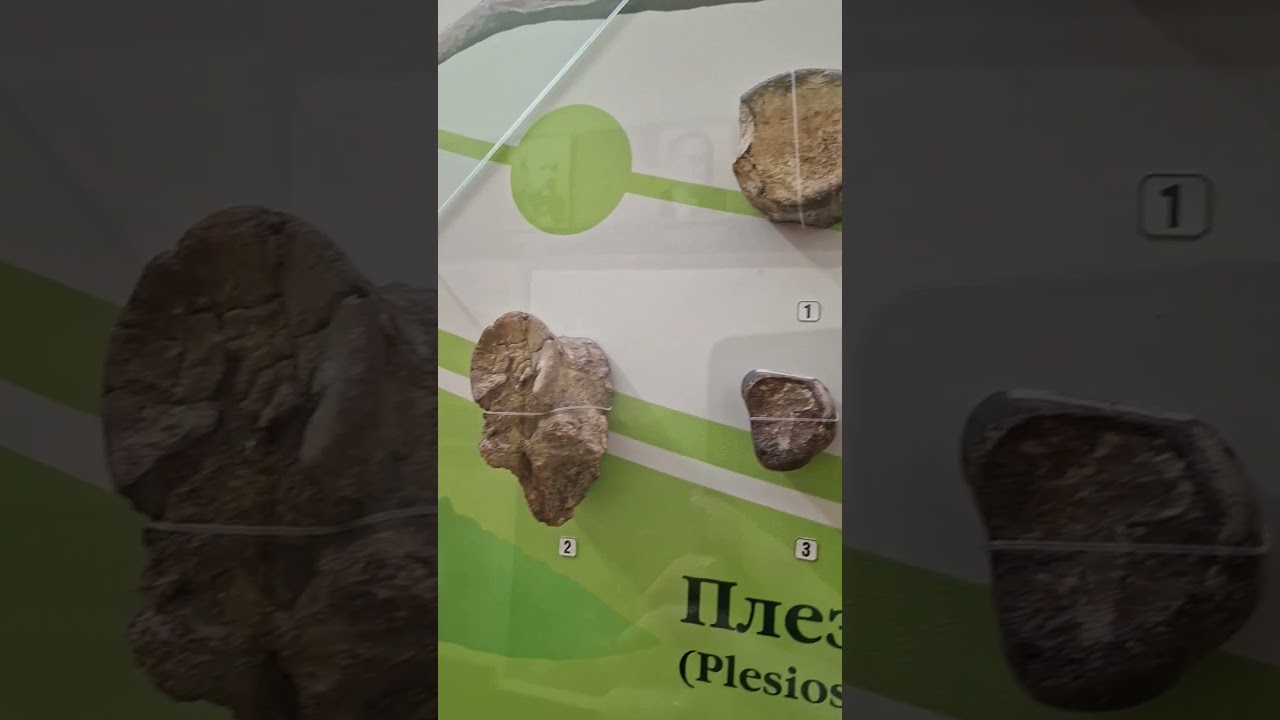 Позвонок морской рептилии, которому более тысячи лет!!! Краеведеский музей, Камышин❤️🥰