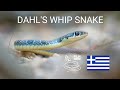 Colorful Dahl S Whip Snake Platyceps Najadum In Greece Very Fast Wild Snake From Europe 