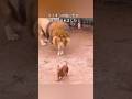 ライオンの檻に犬が放り込まれた!その理由に驚愕 #動物 #ライオン #犬 #感動