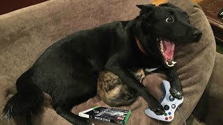 Funny Talking Dogs Compilation 2016 - Talking Dog Videos