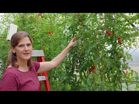 Video: Siderata Om Våren: Såing For å Forbedre Jorda I Grønnsakshagen Og I Drivhuset Før Du Planter Tomater Og Andre Planter. Når Graves Siderater Opp?