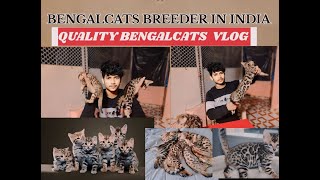 Bengal Cat Cattery in Mumbai | Exotic cats | Amazing Pets Bengal Cats | #bengalcat #pet #catlover