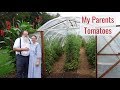 Life in a Tiny House called Fy Nyth - My Parent's Tomatoes