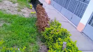 17224, Cielo Congelado, Añonuevo, Bus Turismo Alcovi, Ares, Micro Trujilloporvenir, Carro Niss Y V