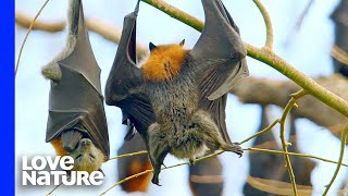Do Bats Poop Upside Down?