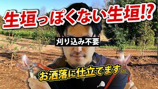 【生垣にしない生垣】自然風目隠しの決定版！