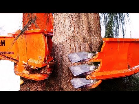 Oduncuları şok eden yeni makineler. Korkunç ağaç kesme makinası.