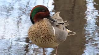 Greenwinged Teal in Central Park!