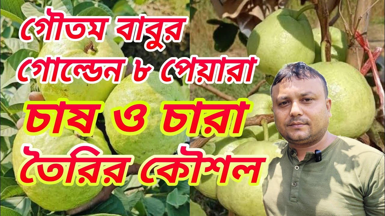 100% অরিজিনাল গোল্ডেন ৮ পেয়ারা গাছ পেয়ে যাবেন গৌতম বাবুর নার্সারিতে golden 8 guava farming