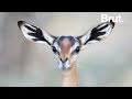 Voici le gerenuk la gazellegirafe dafrique