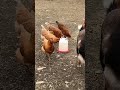 What I see in the morning #country 