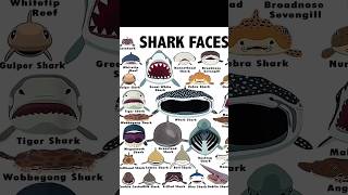 Types of shark ! Part 14 ! the cat shark