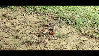 Natural Creatures fact wildlife Squirrel Facts Types Diet Lifespan Habitat BehaviorSquir