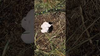 I found a pile of kitties #kitty #kittens #animals #cats #amazing #viral #country #summer #cozy #wow