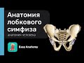 Анатомия лобкового симфиза