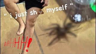 ARACHNOPHOBIC moves BIG TARANTULAS !!! ~ HILARIOUS ~ 🎉 HAPPY NEW YEAR !!!