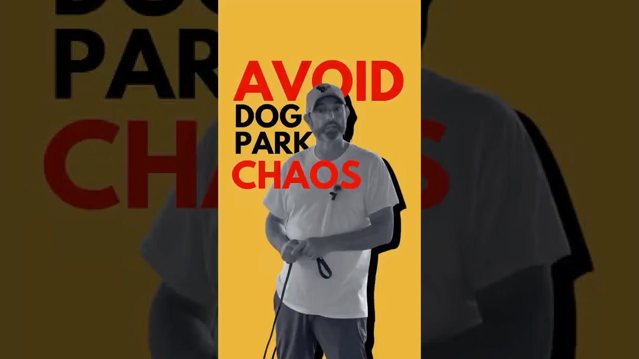 Avoid Dog Park Drama: The Key to Safe and Confident Playtime