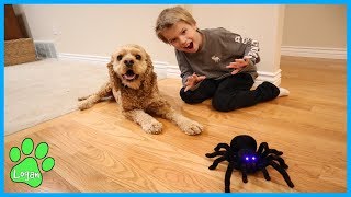 Cute Dog vs RC Spider Tarantula   / Logan The Adventure Dog by Logan The Adventure Dog 81,122 views 5 years ago 6 minutes, 45 seconds