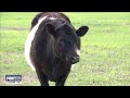 Pack of dogs terrorize Dade City ranch
