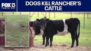 Pack of dogs terrorize Dade City ranch