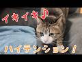 最近目に見えてイキイキしている猫。vol.1557