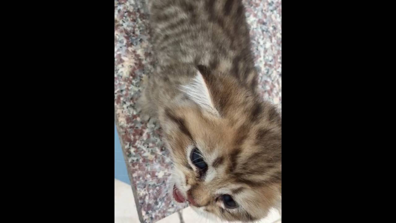 Litter A - Cat_02 - YouTube