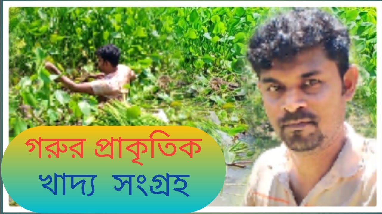 গরুর প্রাকৃতিক খাদ্য সংগ্রহ  / 