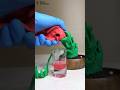マンリキソウの搾りたてエキスで作るガナッシュコーン Ganash langdosha made with freshly squeezed extract of Handshake flower