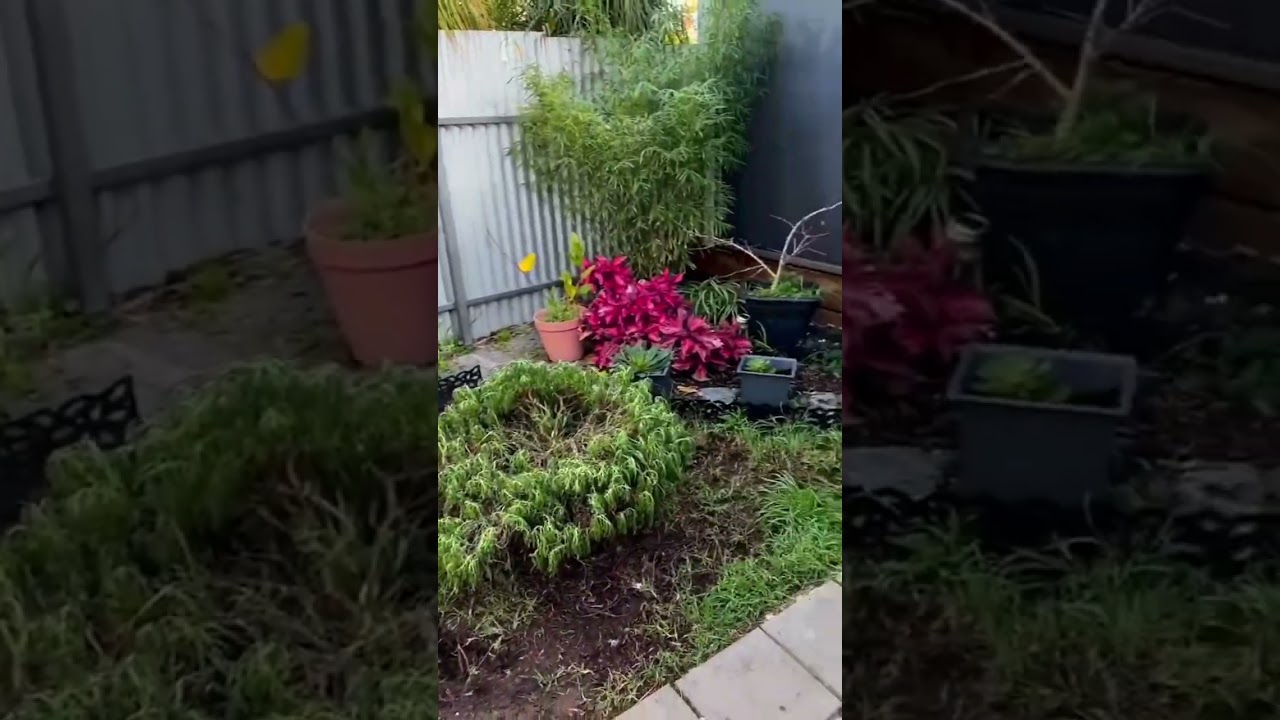Expert yard clean-up and garden maintenance services