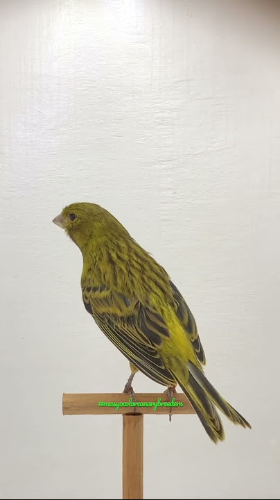 Kenari Lokal Warna (Ijo Botol) #kenari #burung #shorts #shortvideo #kenarimania #kenariwarna