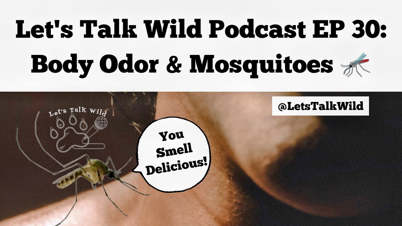 Body Odor and Mosquitoes Let's Talk Wild Podcast EP 30 Malaria
