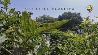 Zoológico Huachipa - Lima Perú (visita rapida)