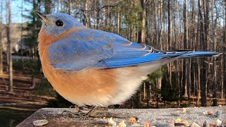 Discover the Beauty of Eastern Bluebirds: A Must-See