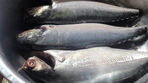 Cách làm cá biển hết tanh hiệu quả 100% từ nguyên liệu có sẳn trong bếp