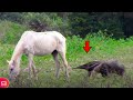 TAMANDUA ATACA CAVALO E SE DA MAL