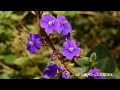 Faunes et flores de la Réunion