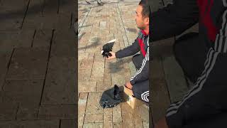 Freedom #subscribe #shortsviral #shorts #short #pigeon #global #fyp #viral