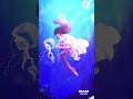 secret base〜君がくれたもの〜/ZONE【Cover】by AOI ROSE