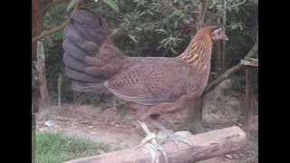 suab poj qaib seev tsauj dib tuaj zoo heev 