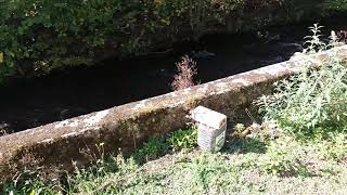 Comment détruire un nid de guêpes dans la pelouse ?